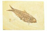Detailed Fossil Fish (Knightia) - Wyoming #372329-1